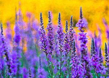 XGP一月新增游戏公布 《怪猎：崛起》等