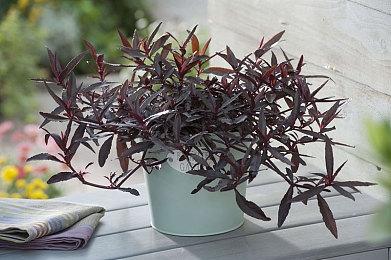 《死亡搁浅》小岛工作室成立9周年 小岛秀夫发文庆祝