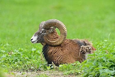 《小小梦魇3》预购宣传片 尽你们所能活下来！